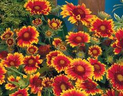 Kokardenblume Gaillardia aristata