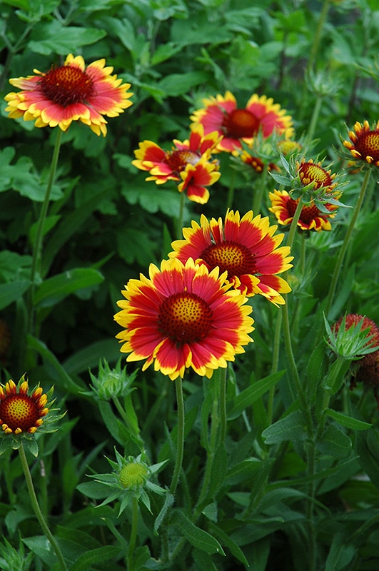 Kokardenblume großblütig Gaillardia grandiflora