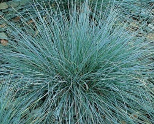 Schwingel Festuca