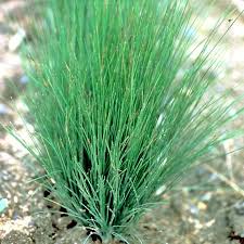 Amethyst-Schwingel Festuca amethystina