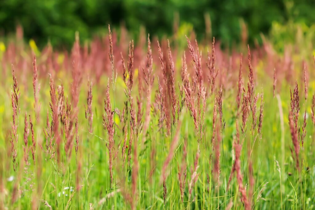 Rotschwingel Festuca rubra