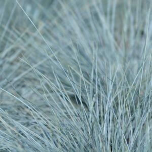 Blauschwingel Festuca blau
