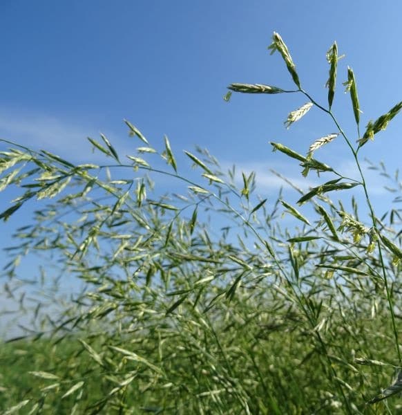 Wiesenschwingel Festuca pratensis