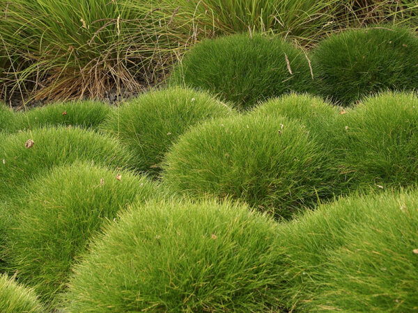 Bärenschwingel Festuca gautieri