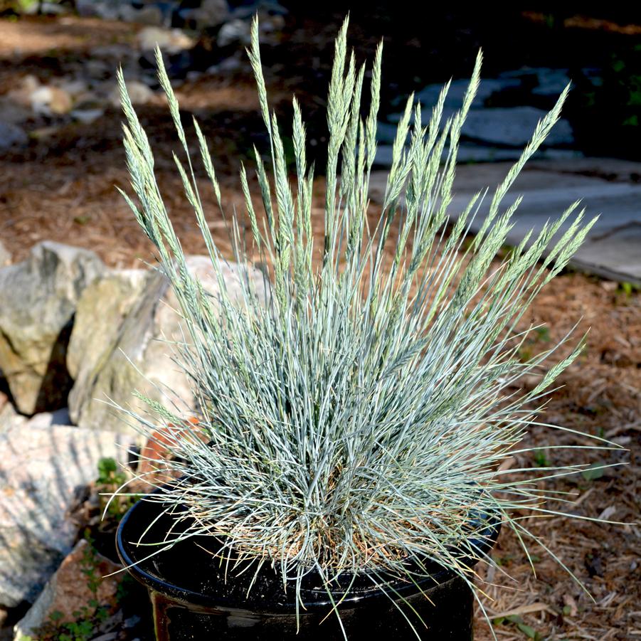 Schaf-Schwingel Festuca ovina