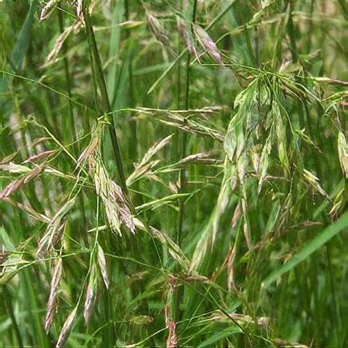 Rohrschwingel Festuca arundinacea