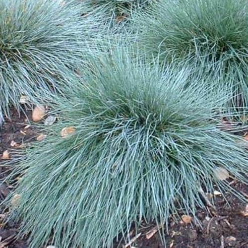 Blauschwingel Festuca pallens