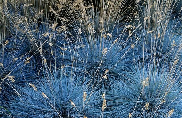 Blauschwingel Festuca glauca