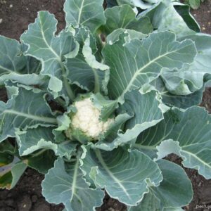 Blumenkohl (Brassica oleracea convar. botrytis var. botrytis)