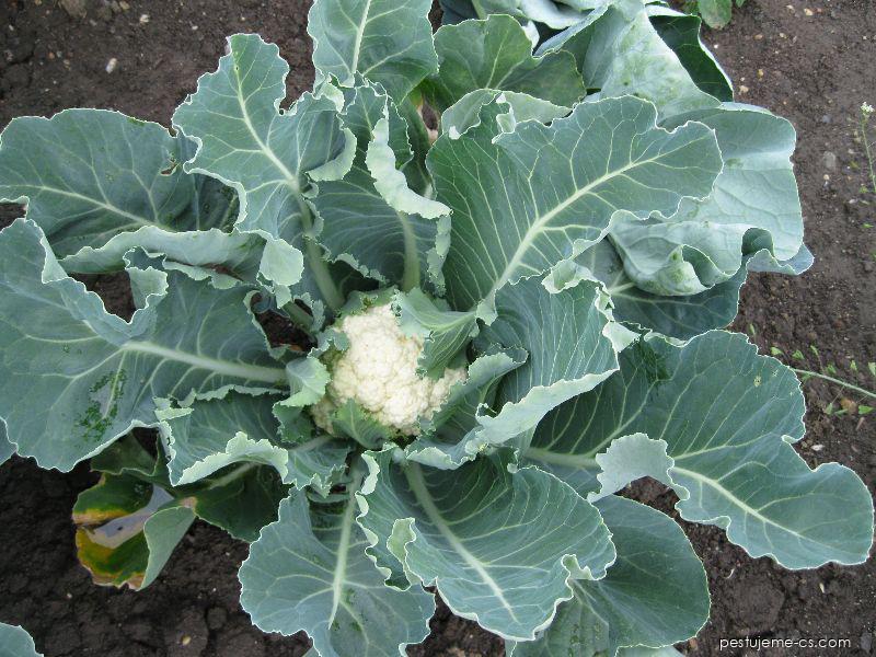 Blumenkohl (Brassica oleracea convar. botrytis var. botrytis)