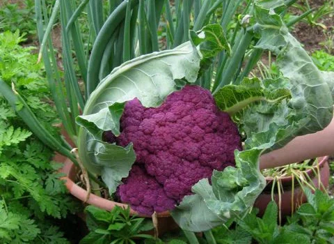 Blumenkohl 'Violetto di Sicilia'