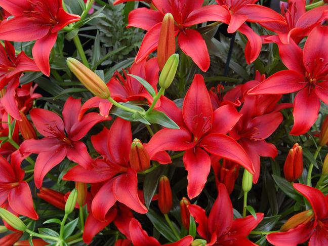 Lilie (Lilium)