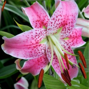 Rosa Blüte der Prachtlilie (Lilium speciosum var. rubrum)