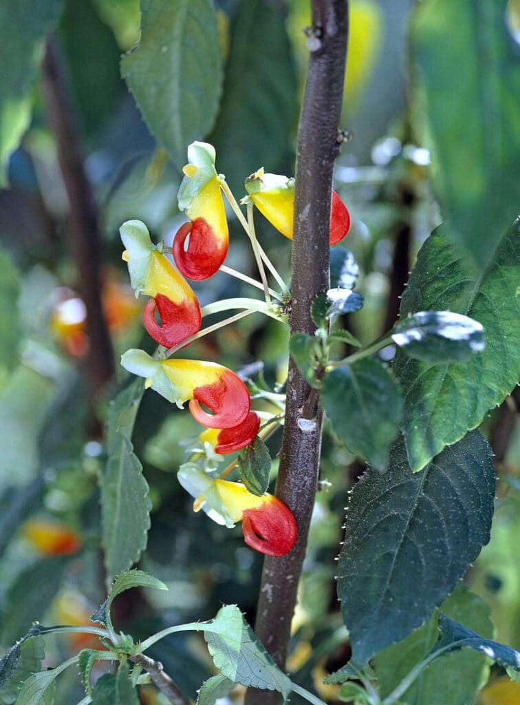 Kongobalsamine Impatiens niamniamensis