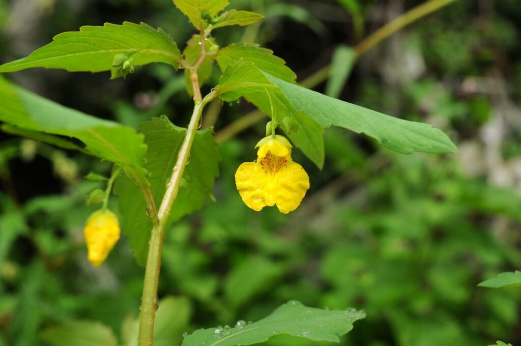 Großes Springkraut Impatiens noli-tangere