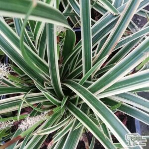 Segge Carex
