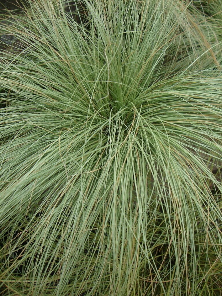 Schopf-Segge Carex comans
