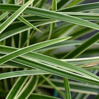 Japanische Segge Carex morrowii Sedge Ice
