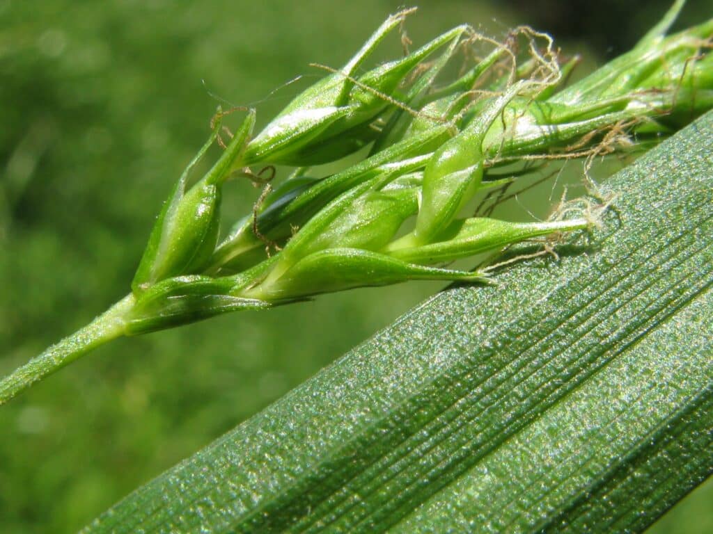 Waldsegge Carex sylvatica