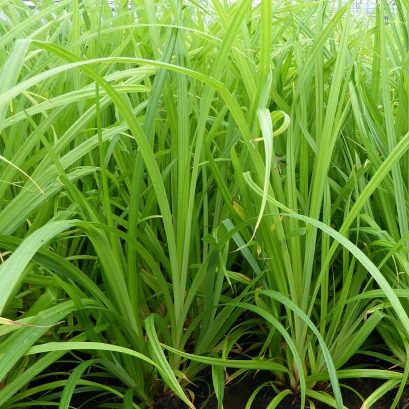 Hänge-Segge Carex pendula