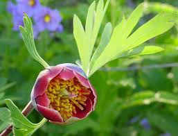 Pfingstrose Paeonia brownii