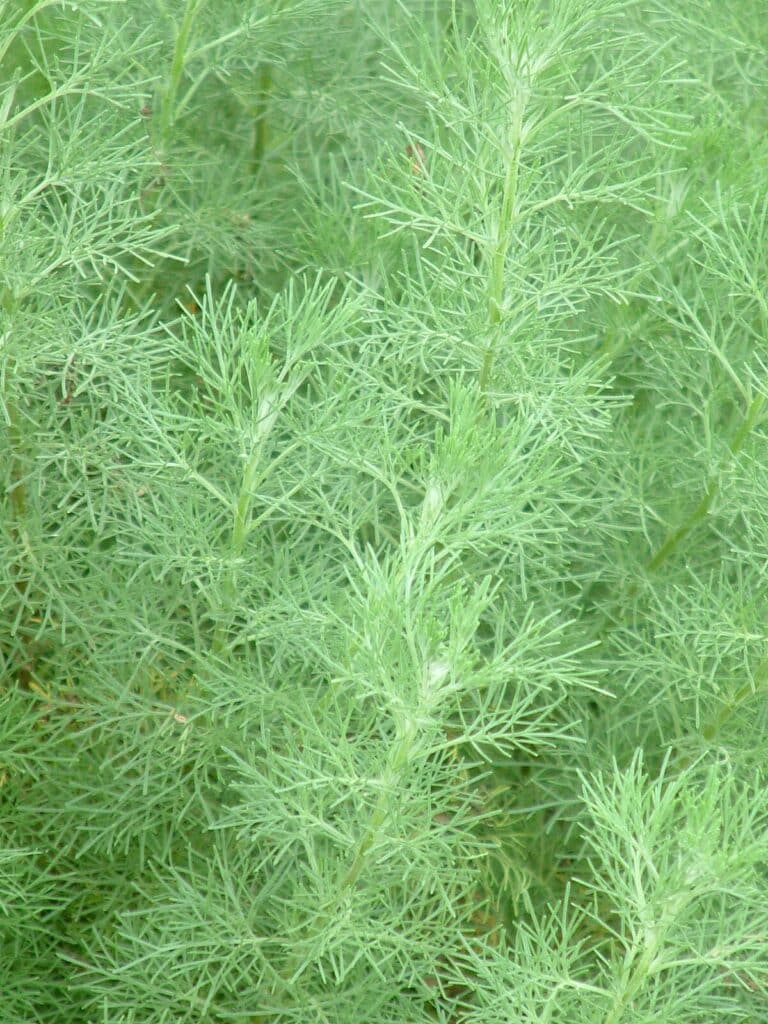 Eberraute Artemisia abrotanum