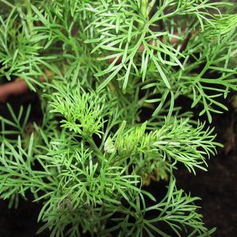 Eberraute Coca Cola Artemisia abrotanum var. maritima ´Cola