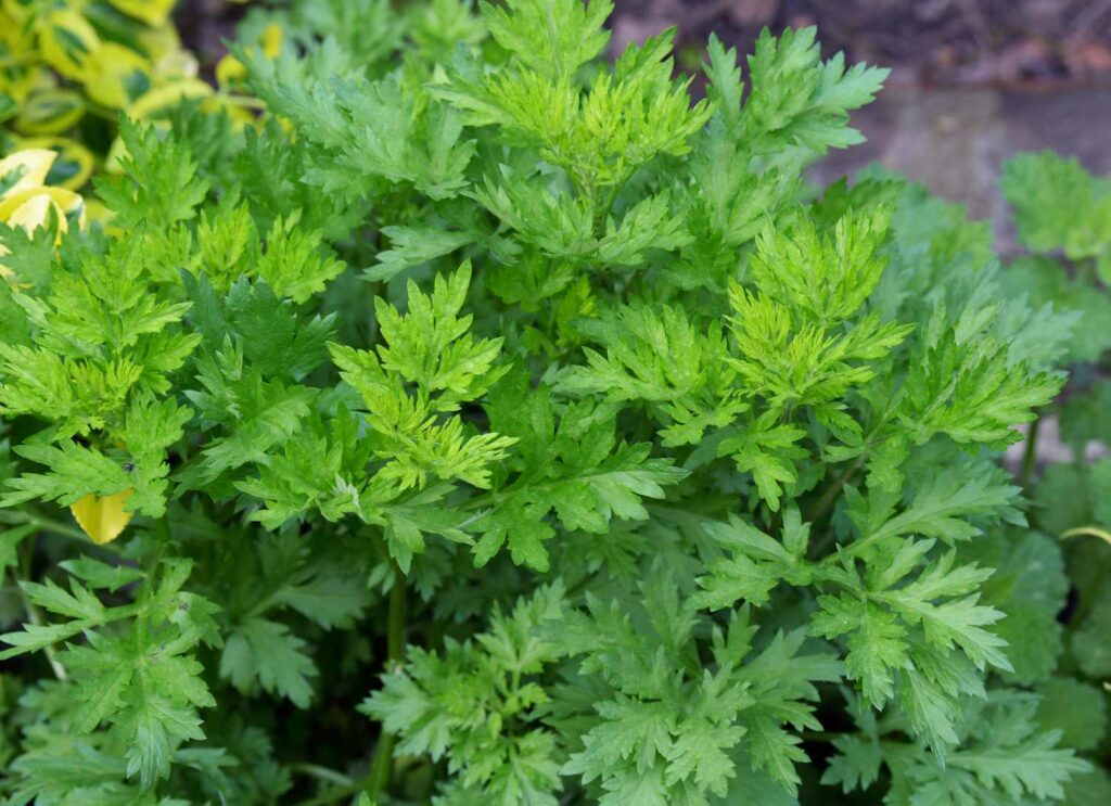 Beifuß Artemisia vulgaris