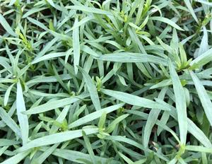 Estragon - Artemisia dracunculus