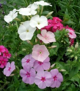 Blüten des Sommerphlox (Phlox drummondii)
