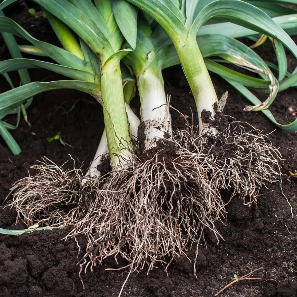 Porree (Allium porrum)