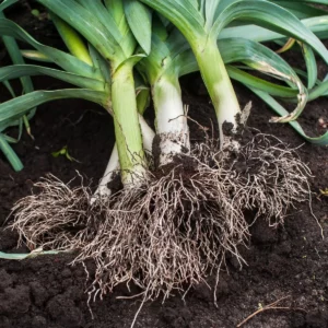 Porree (Allium porrum)