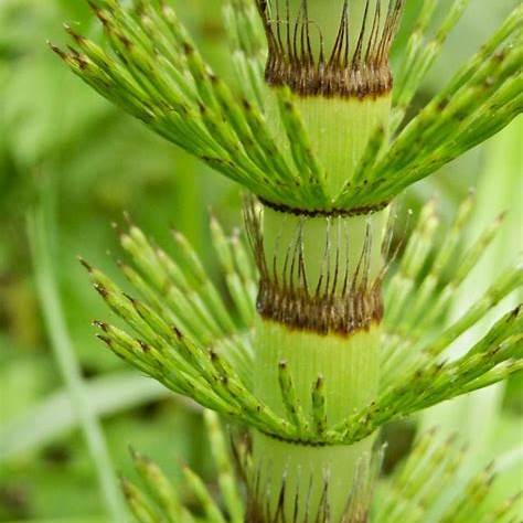 Riesenschafthalm (Equisetum telmateia)
