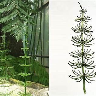 Riesenschachtelhalm (Equisetum giganteum)