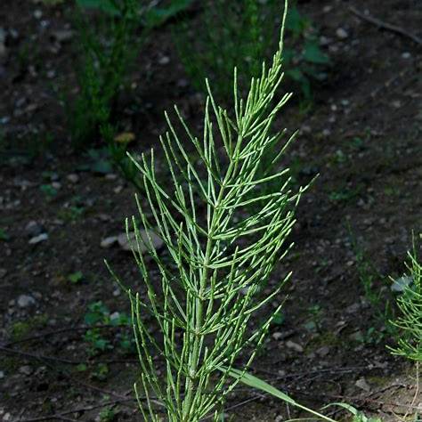 Ackerschachtelhalm (Equisetum arvense)