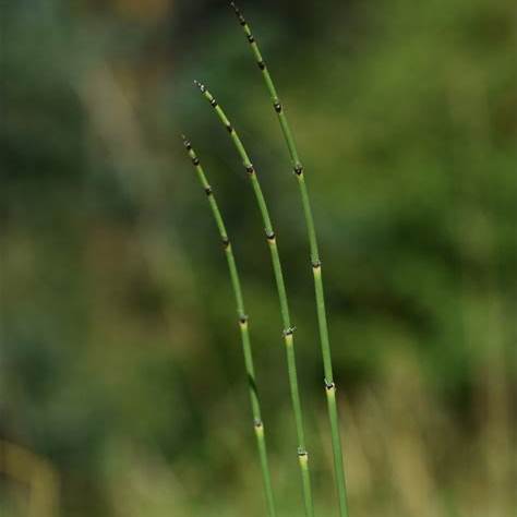 Winterschachtelhalm (Equisetum hyemale)