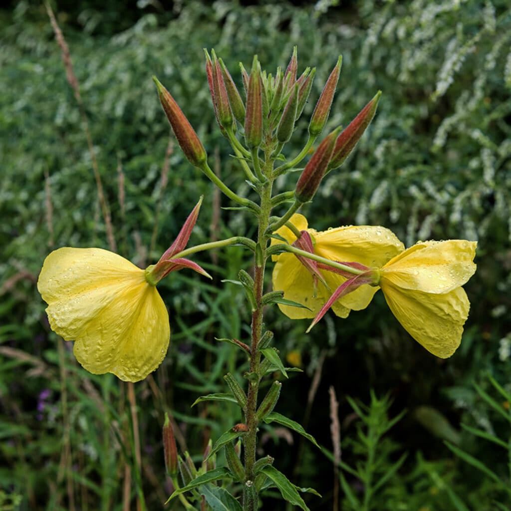 Großblütige Nachtkerze Oenothera glazioviana