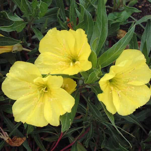 Großfrüchtige Nachtkerze Oenothera macrocarpa