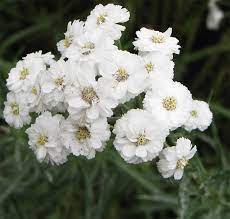Bertram-Schafgarbe Achillea ptarmica