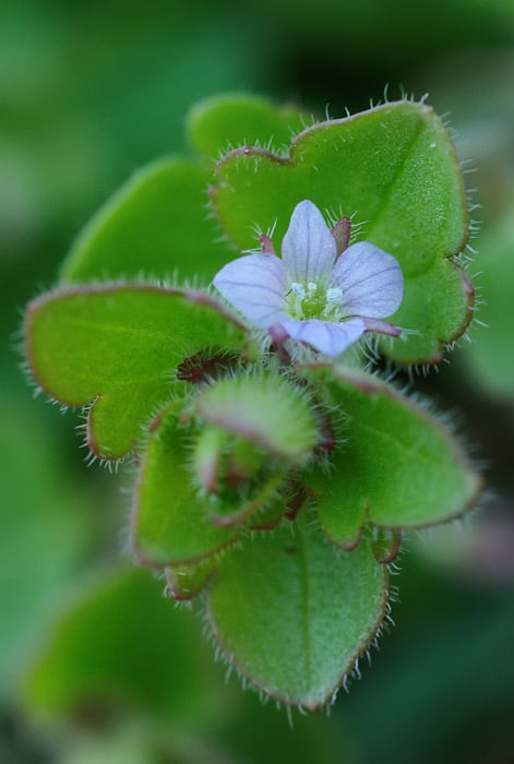 Gelappter Ehrenpreis Veronica sublobata