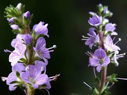 Echter Ehrenpreis VERONICA OFFICINALIS