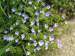 Fädiger Ehrenpreis Veronica filiformis