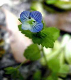 Acker-Ehrenpreis Veronica Agrestis