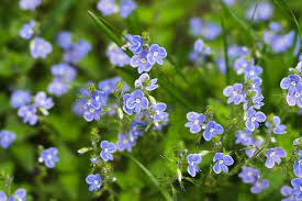 Bachbunge Veronica beccabunga