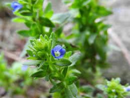 Feld-Ehrenpreis Veronica arvensis