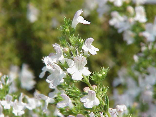 Bergbohnenkraut - Blüte