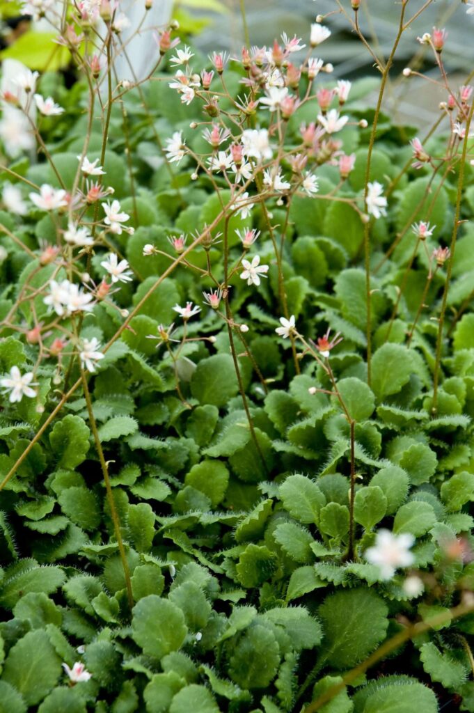 Nelkensteinbrech, Saxifraga × geum​