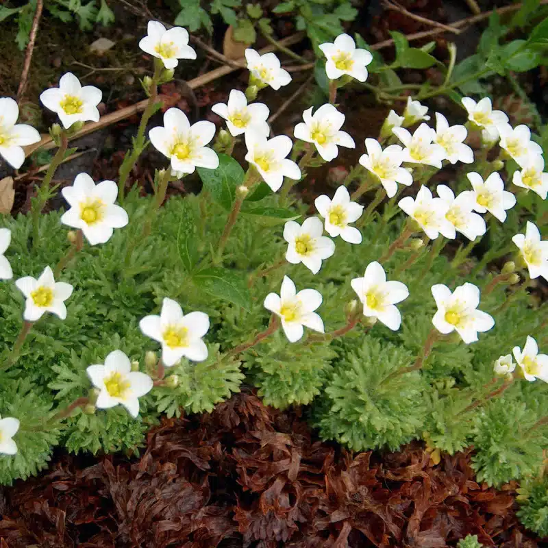 Saxifraga hypnoides​