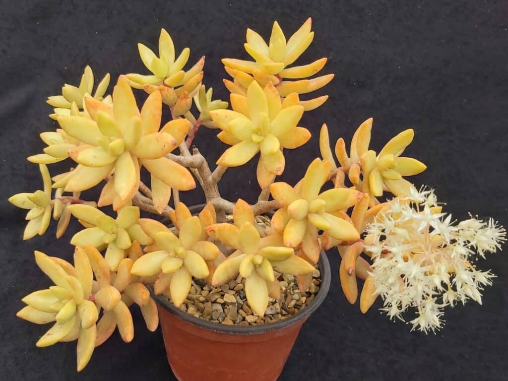 Sedum adolphi, Adolphs Fetthenne