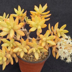 Sedum adolphi, Adolphs Fetthenne